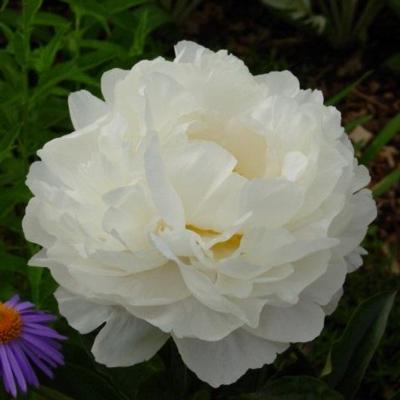 Paeonia lactiflora 'Gardenia'